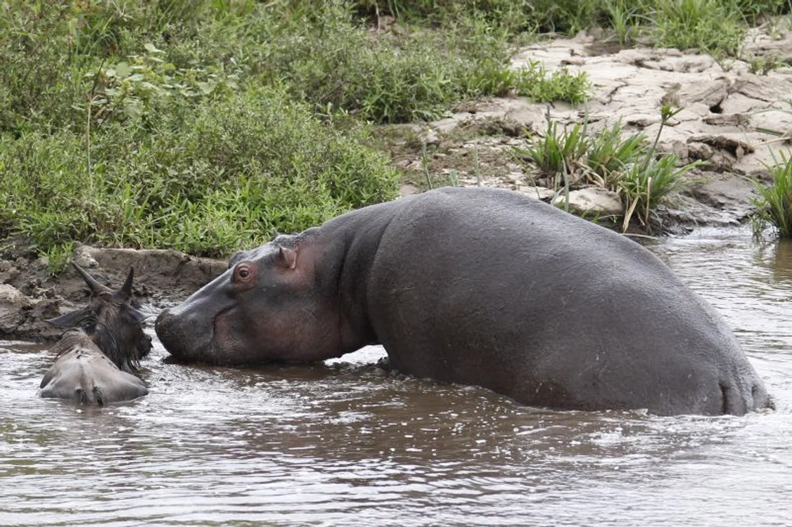 Hipopotamul nu s-a temut de crocodil (Foto: Photoland/Caters)