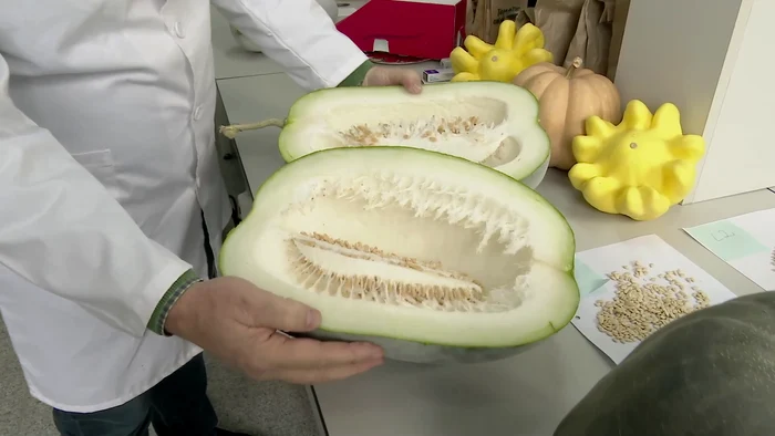 „Pulpa e albă şi suculentă”, explică specialistul