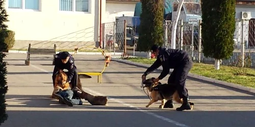 caini de serviciu la jandarmeria mehedinti FOTO Corina Macavei 