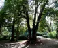 parcul dendrologic din simeria foto daniel guta adevarul