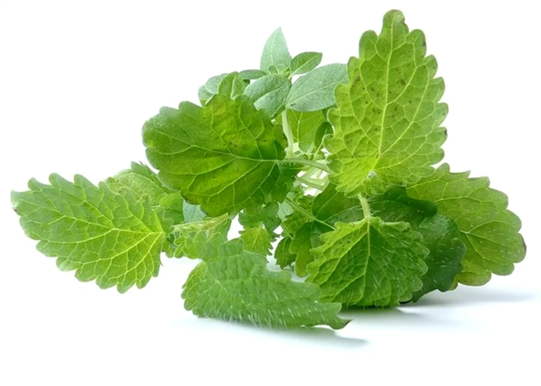 
    Infuzia preparată din plantă uscată de roiniță cicatrizează rănile și calmează durerile articulare.foto: pixabay.com  
