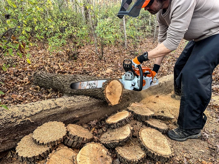 Un bărbat care taie un copac în bucăți subțiri circulare cu o drujbă Foto Popular Mechanics