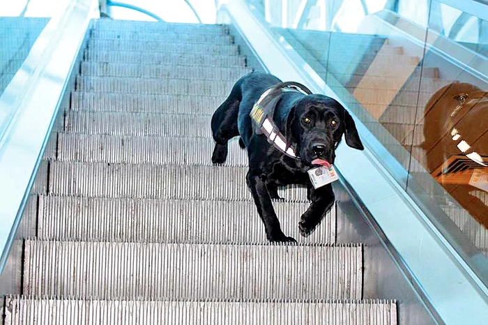 Câinele are  legitimaţie, ca  oricare alt angajat  al aeroportului