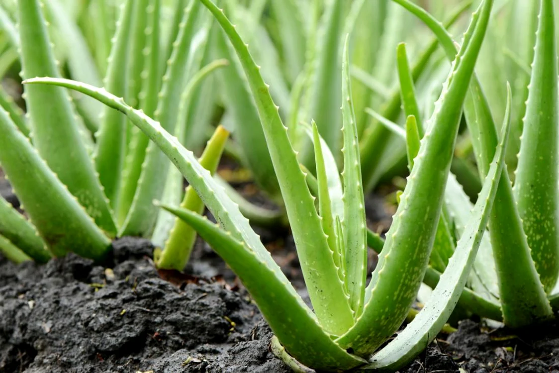1 beneficiile plantei aloe vera jpg jpeg