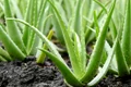 1 beneficiile plantei aloe vera jpg jpeg