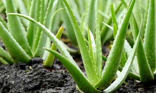 1 beneficiile plantei aloe vera jpg jpeg