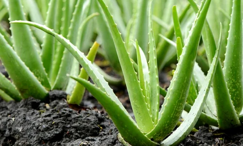 1 beneficiile plantei aloe vera jpg jpeg