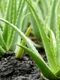 1 beneficiile plantei aloe vera jpg jpeg