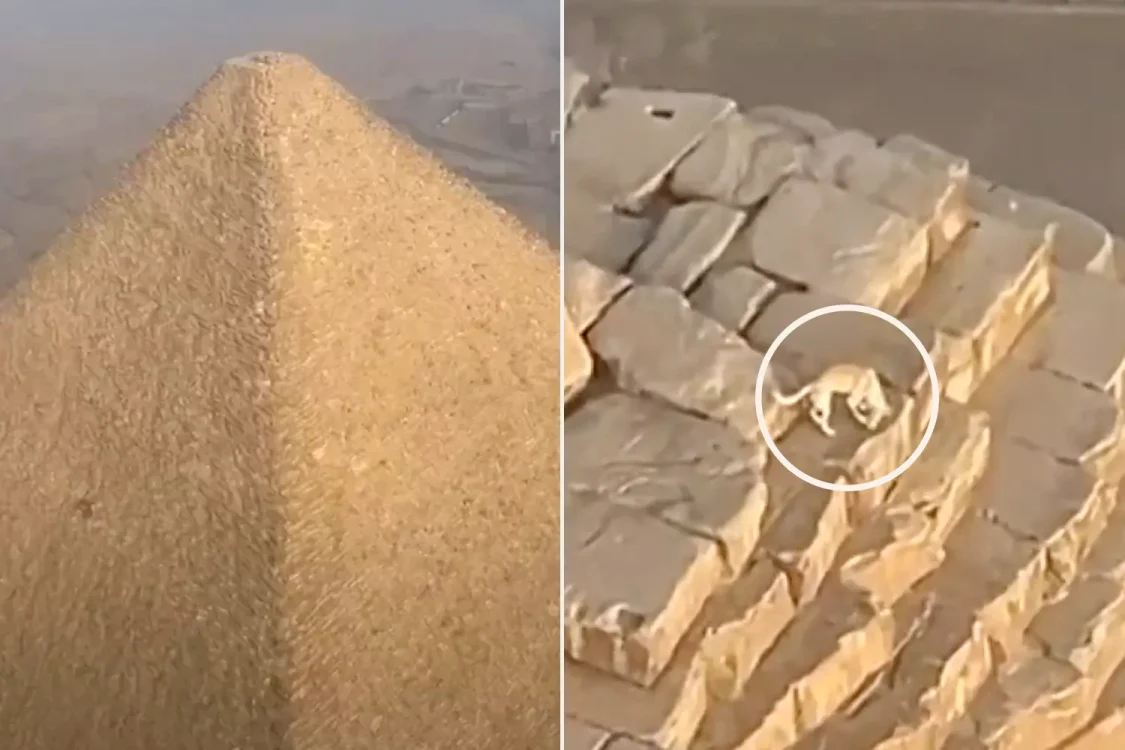 Câine, pe vârful Marii Piramide din Giza FOTO: Newsflare 