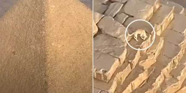dog on pyramid tout 101824 f474590c74dc4e14926ae2b994bdc621 webp