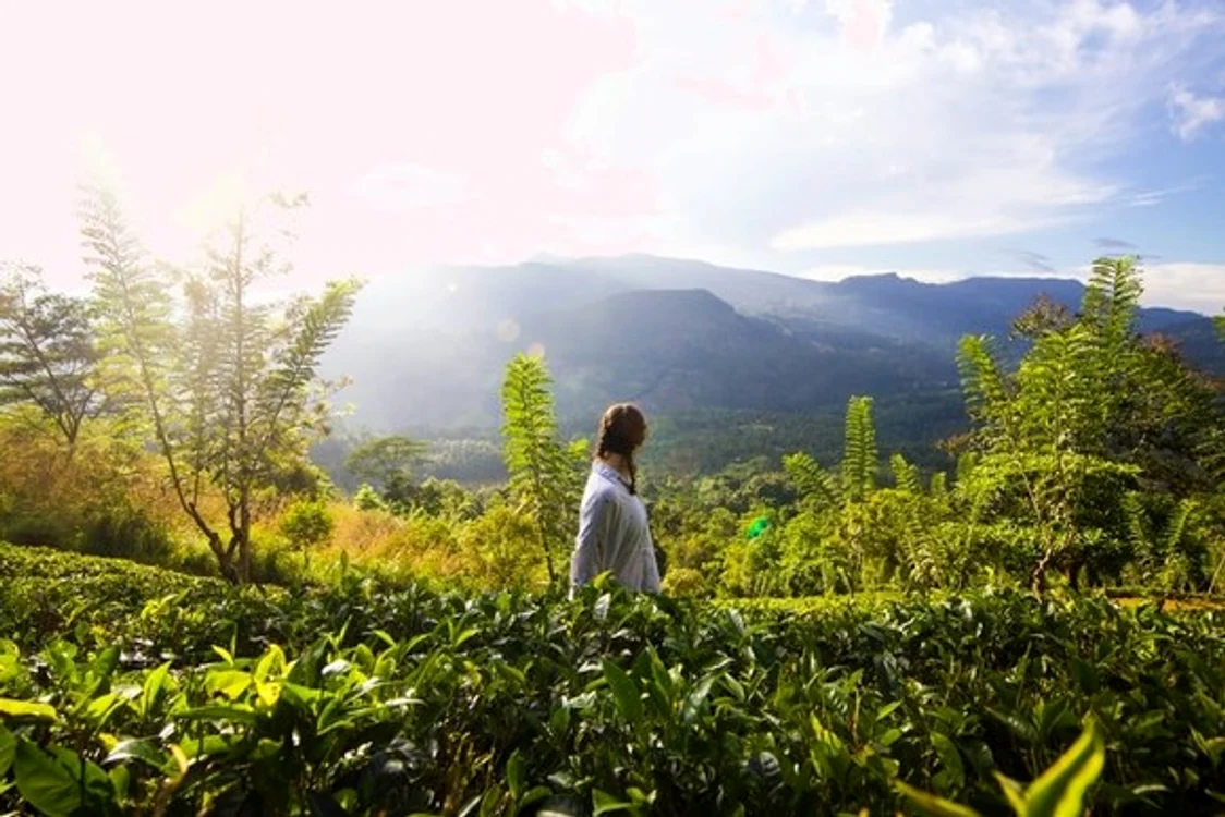 Ceaiul verde este preferat în întreaga lumeFOTO: Unsplash.com