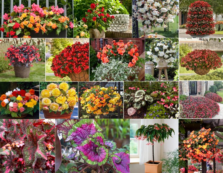 Cum să îți transformi balconul în paradisul primăverii: Plantele rezistente și colorate care nu necesită mult efort