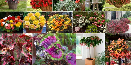 Begonia este una dintre cele mai frumoase plante decorative de apartament Colaj DMS