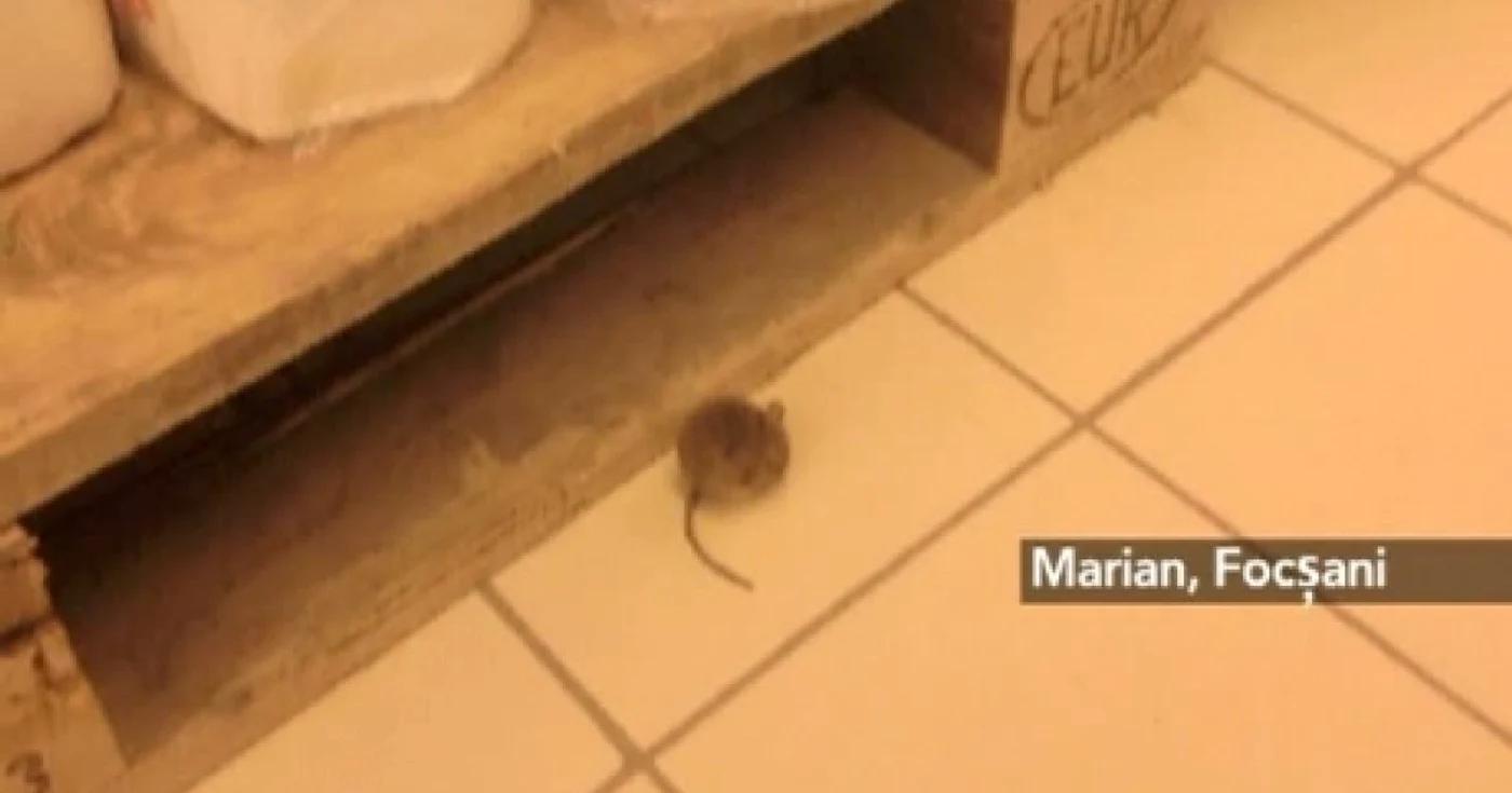 Şoarecele surprins de Marian