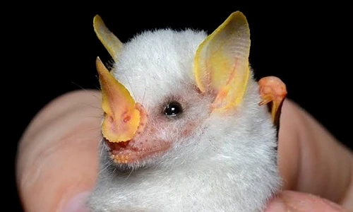 5 ectophylla alba poze jpg jpeg
