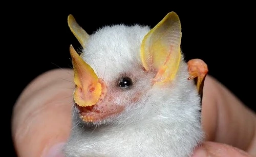 5 ectophylla alba poze jpg jpeg