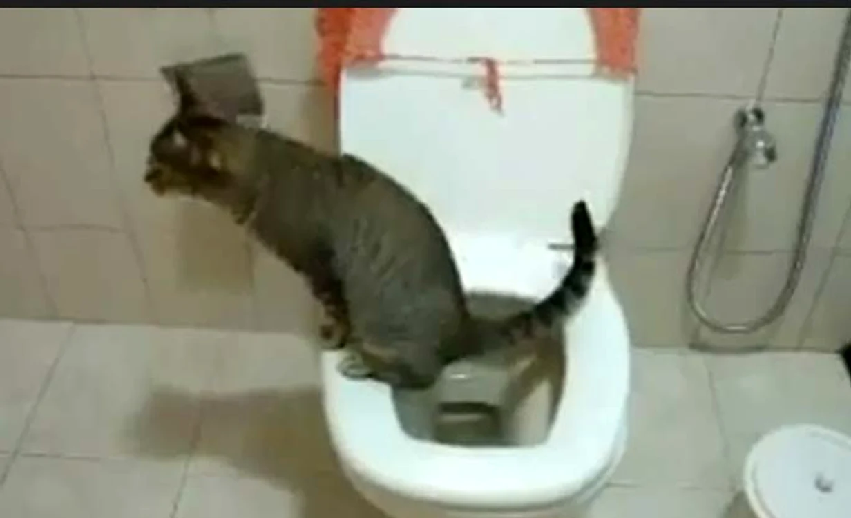 
    Pisica care îşi face nevoile la toaletă  