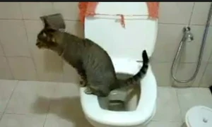 pisica jpeg