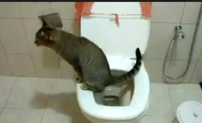 Pisica care îşi face nevoile la toaletă