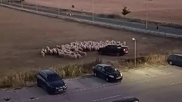 Oile, lovite cu mașina și bătute / foto: captură video Facebook