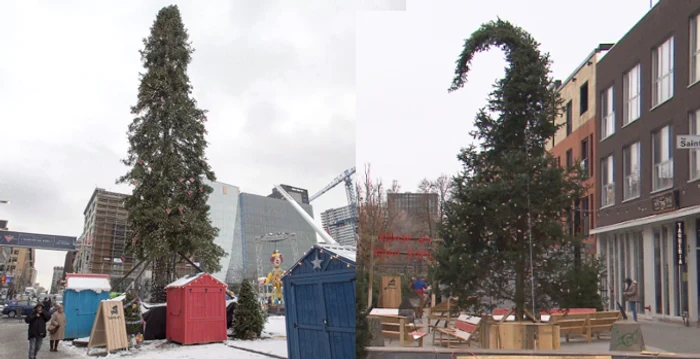 Bradul din Montreal, 2016