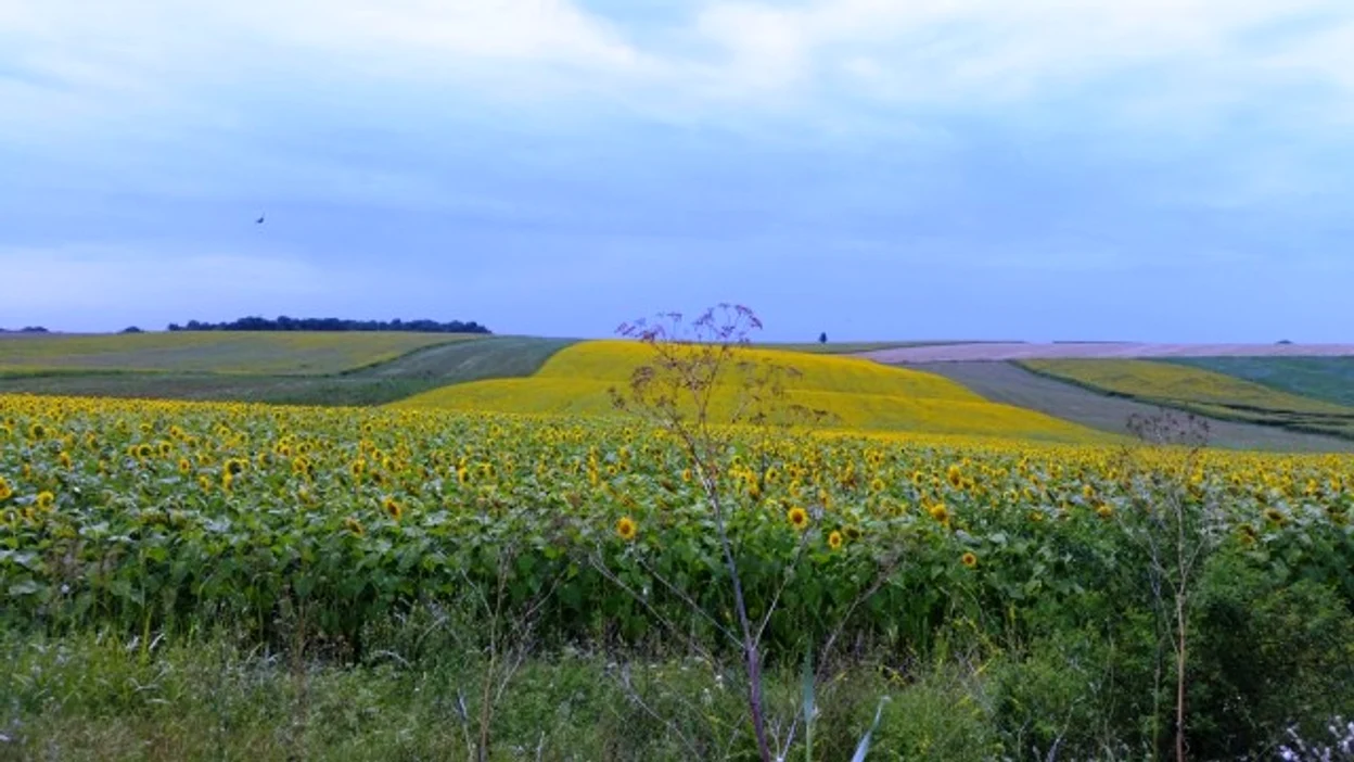 Fermierii au depus 826.964 cereri unice de plată pentru aproape 10 milioane hectare