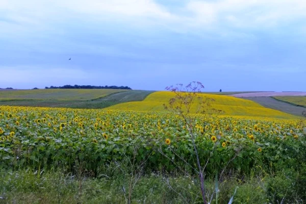 Fermierii au depus 826.964 cereri unice de plată pentru aproape 10 milioane hectare