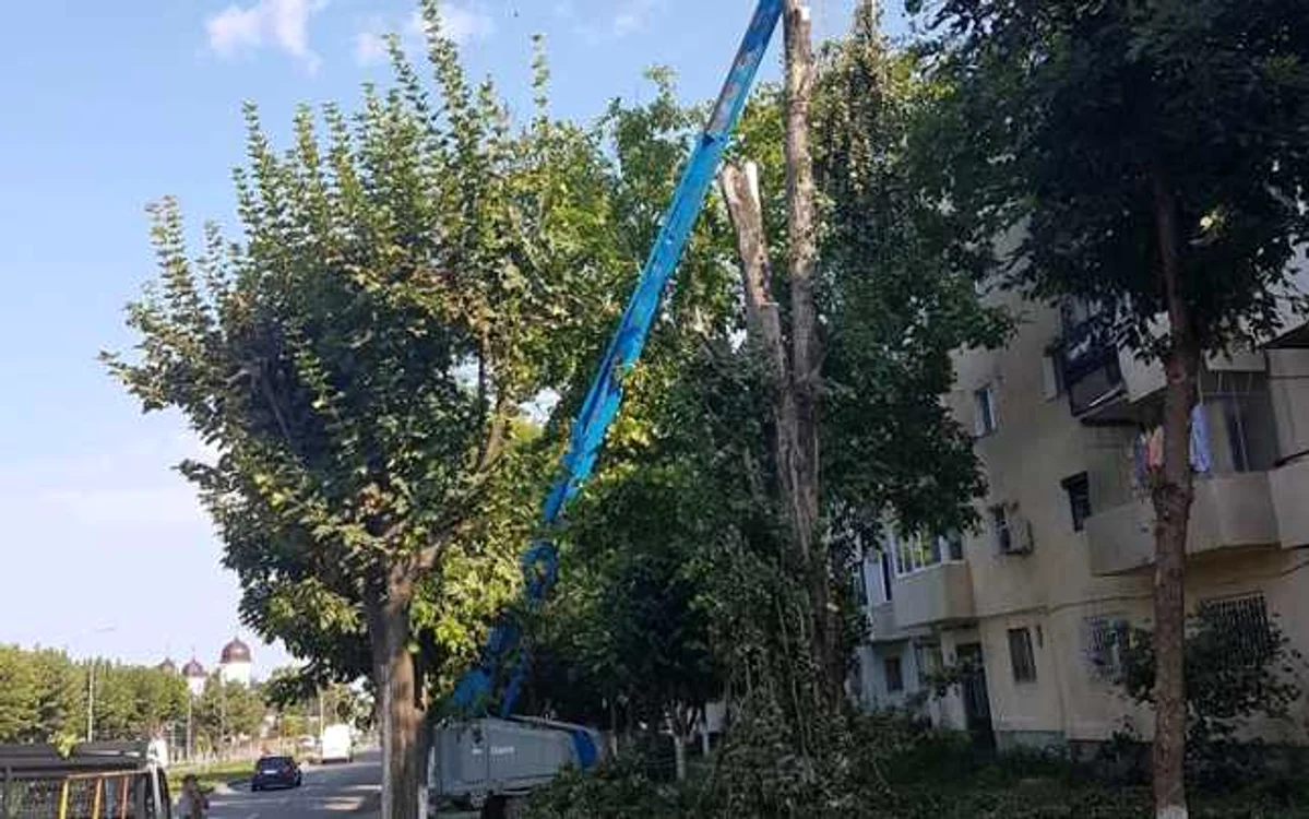 Angajaţii Primăriei taie arborii periculoşi FOTO Facebook/PMC