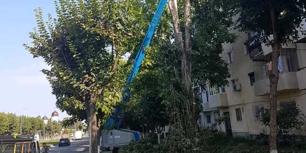 calarasi copaci