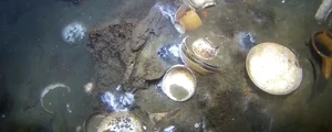 Porțelan chinezesc în noroiul de pe fundul mării (© Espen Saastad; Norsk Maritimt Museum)