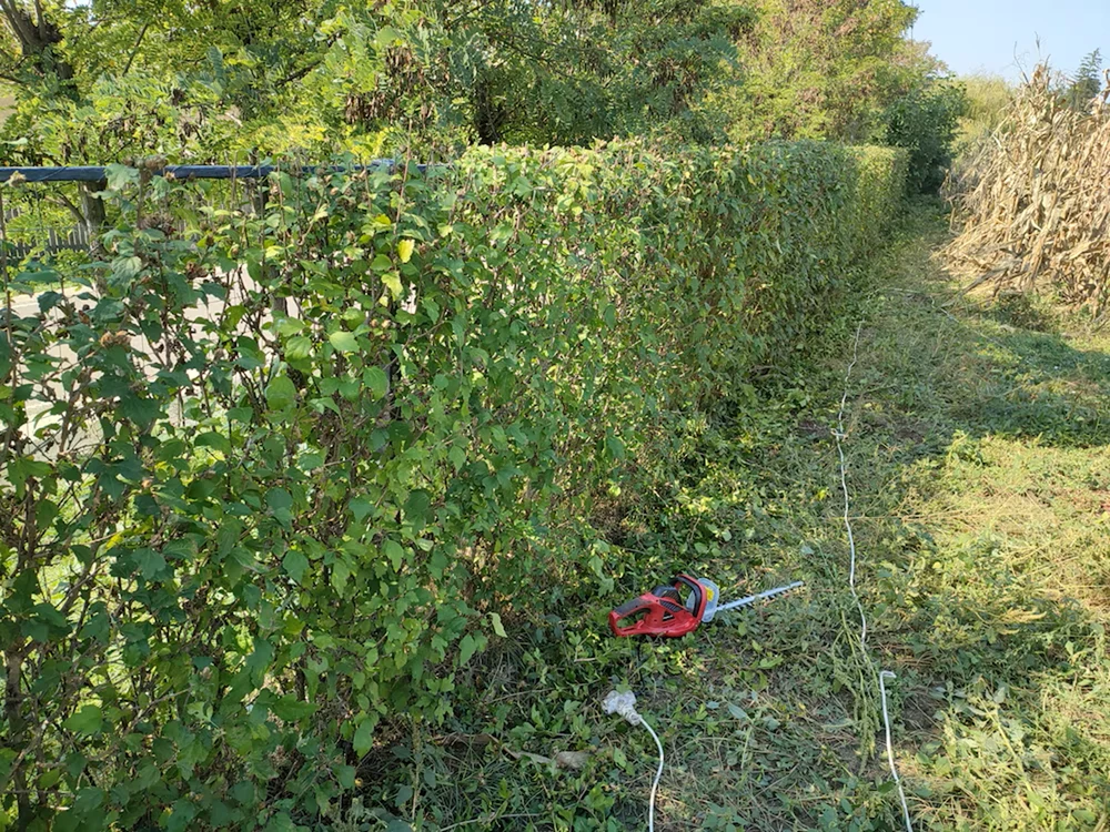 Steinhaus PRO-HTR600 lângă un gard viu Foto eMAG