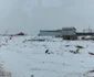 berze vrancea