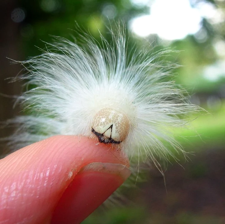 Ce au in comun insectele cu Einstein şi Borat