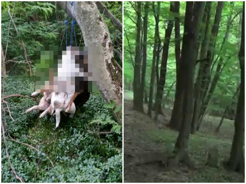 Câinii au fost descoperiţi spânmzuraţi în pădurea de la Ocnele Mari, judeţul Vâlcea FOTO Facebook/Câini Vâlcea