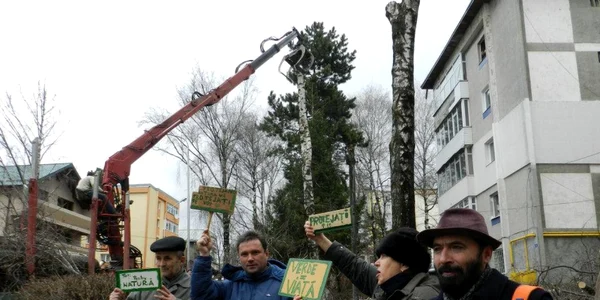 protest copaci