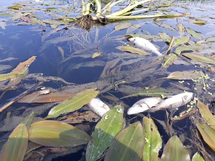 Peştii au murit din cauza poluării FOTO: Centrul Regional de Ecologie