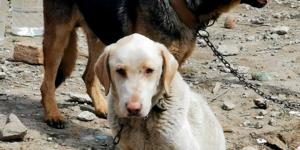 Nouă câini au fost salvaţi de Poliţia Animalelor din Prahova