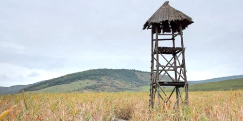 La jumătatea punţii de lemn care traversează stufărişul a fost ridicat un turn de observare a păsărilor