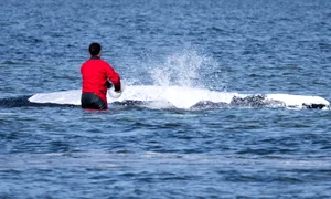 timmy operatiune salvare profimedia (1) jpg