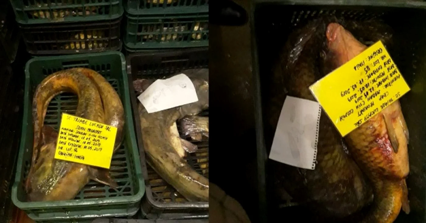peşte toxic adus din spania si italia 
