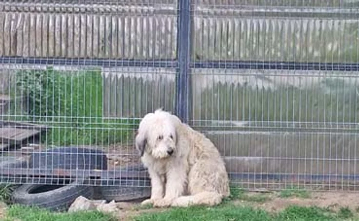 
    Ciobănescul mioritic sare mereu gardul pentru a ieși din curte și a sta la poartăFoto: adevarul.ro   