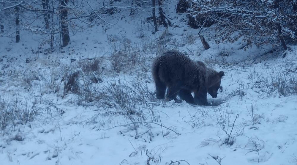 Micul spărgător de gheață. Cum ajunge un urs tânăr la un ochi de apă, în Parcul Natural Putna VIDEO
