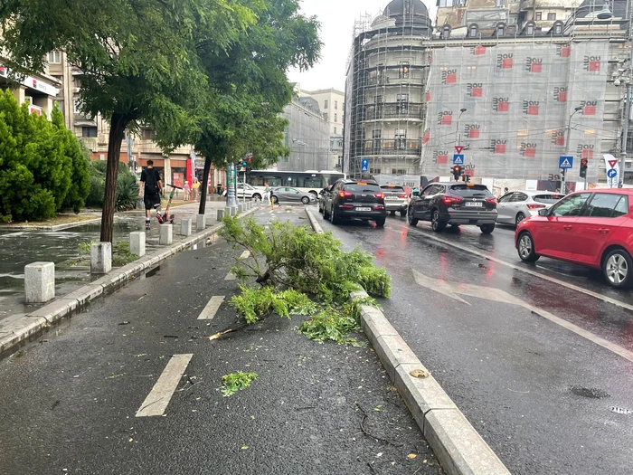 Furtuna a doborât mai mulți copaci în toată țara FOTO Arhivă