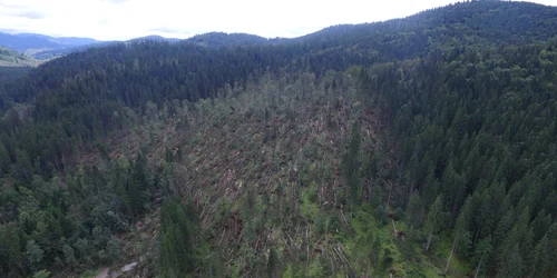 padure demacusa. FOTO Garda Forestiera Suceava