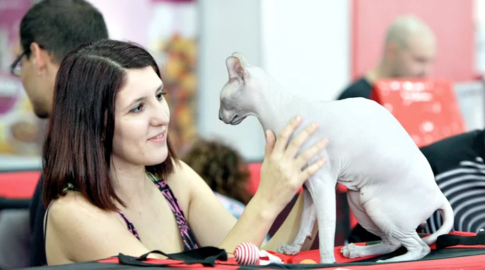 Sfinxul, pisica fără păr,  a făcut furori la concurs