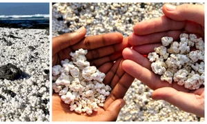 BeFunky collage (49) jpg