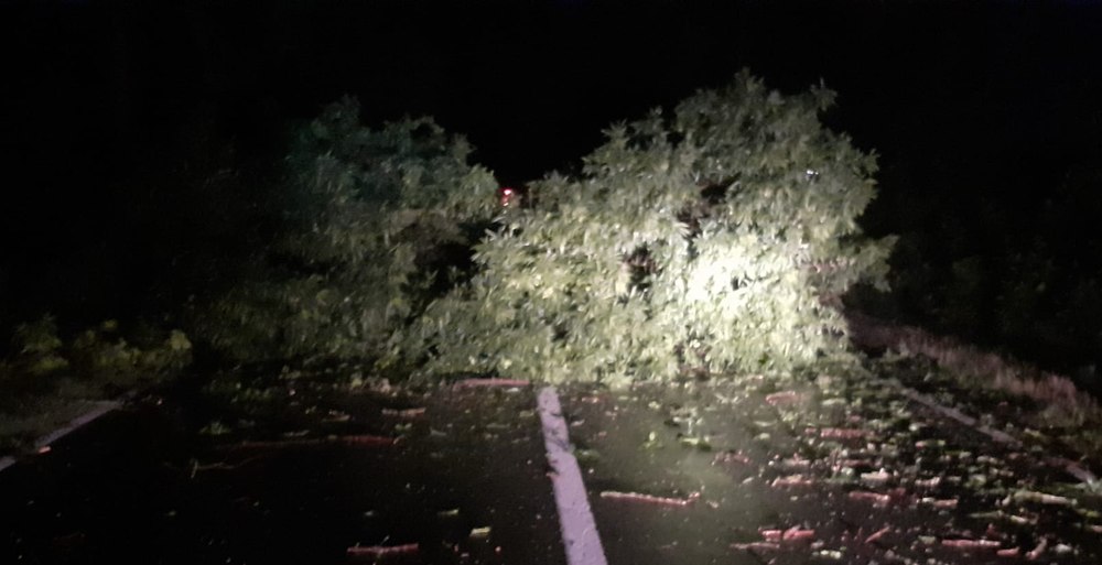 Pompierii intervin în București din cauza vremii extreme: copaci doborâţi şi cabluri rupte