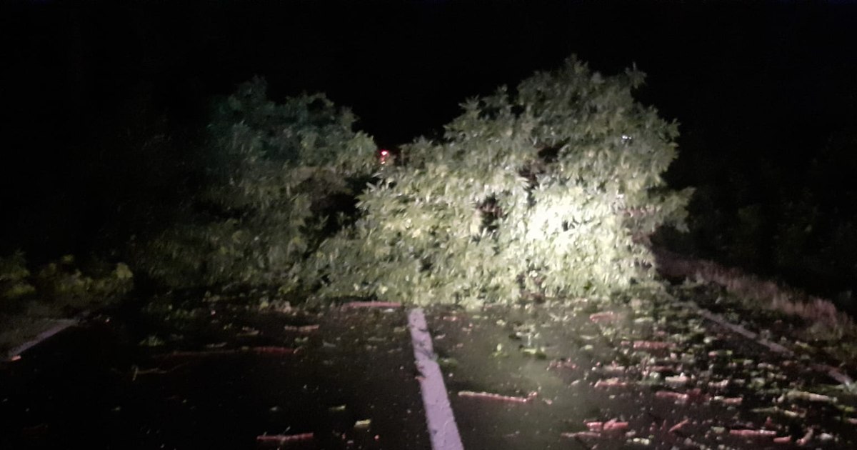 Pompierii intervin în București din cauza vremii extreme: copaci ...