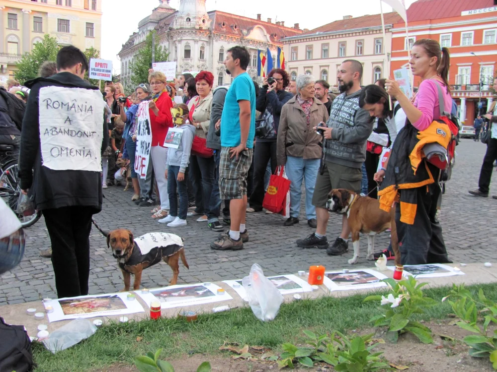Protest împotriva eutanasierii câinilor la Cluj. Manifestanţi au aprins lumânări lângă imaginile unor câini morţi   FOTO: Florina Pop