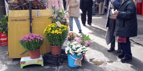 Reşiţa: Bunicuţele din Reşiţa cumpără crizanteme (GALERIE FOTO)